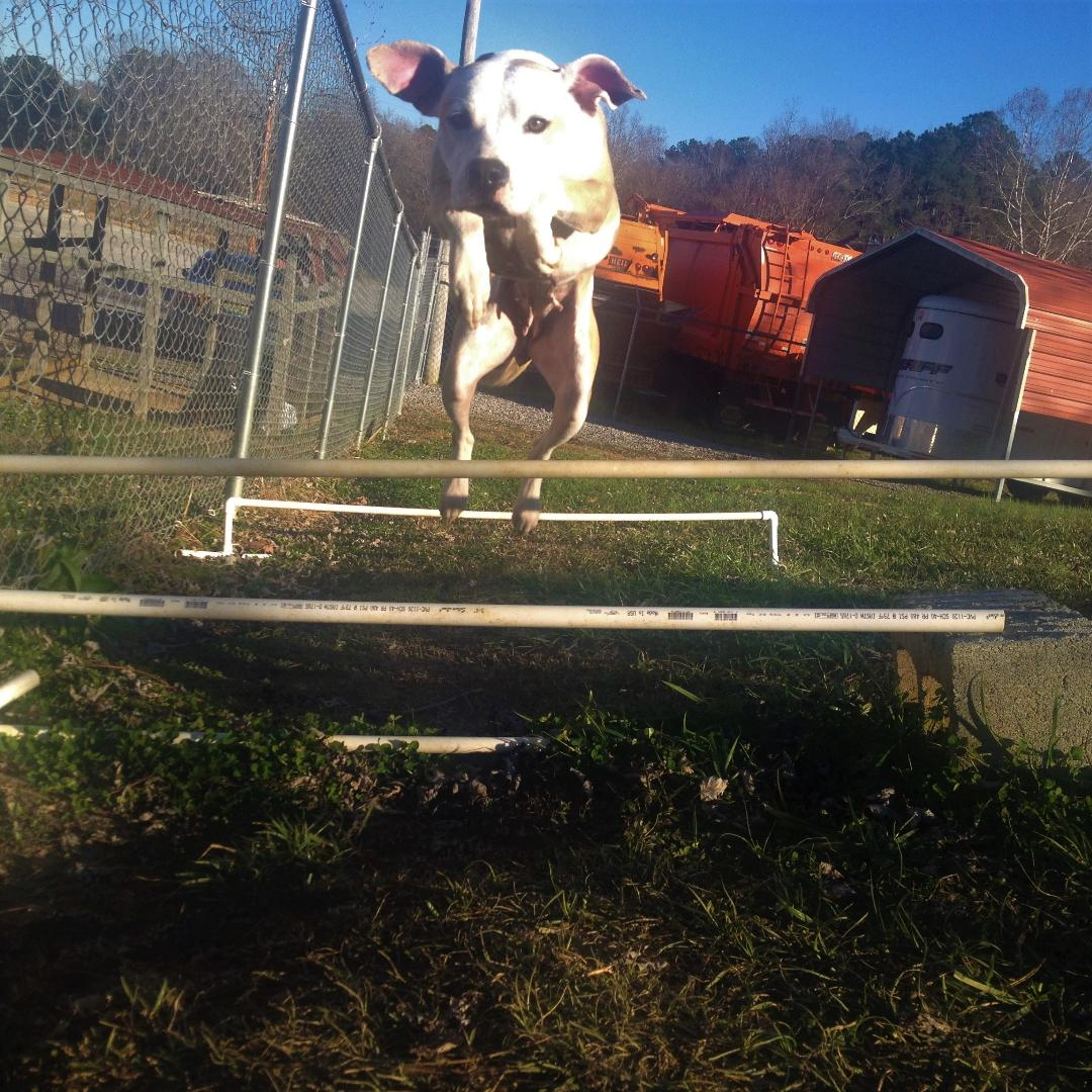 Pet of the Week: meet Casey, who wants to start the new year in a forever home