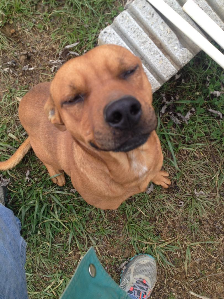 Cullman County Animal Shelter