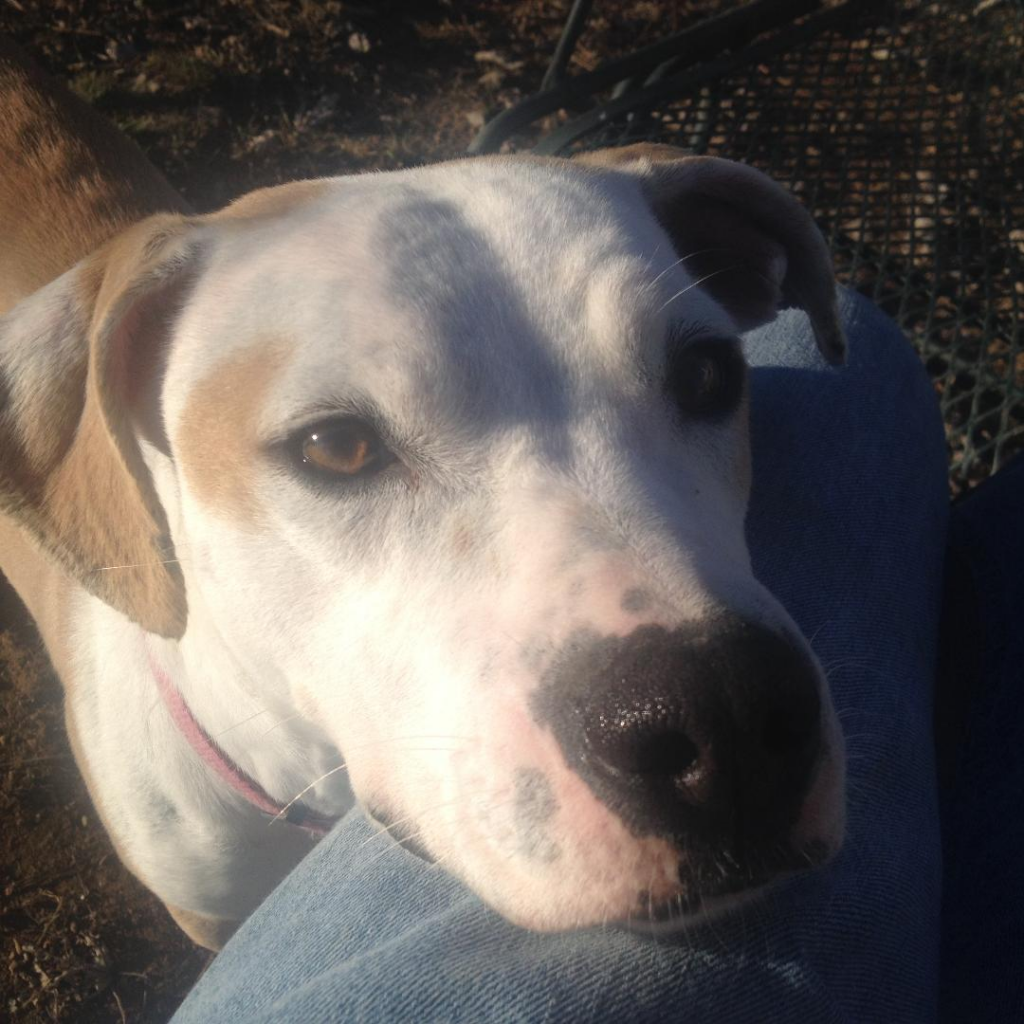 Cullman County Animal Shelter