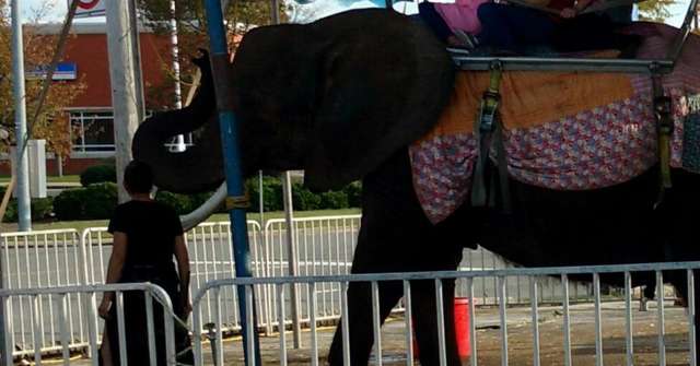 Justice for Nosey: elephant’s owners arrested on animal cruelty charges