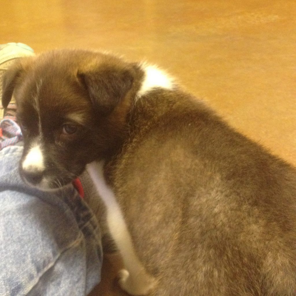 Cullman County Animal Shelter