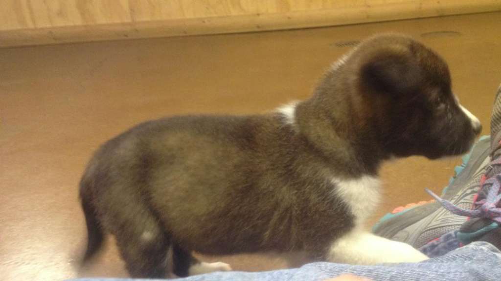 Cullman County Animal Shelter