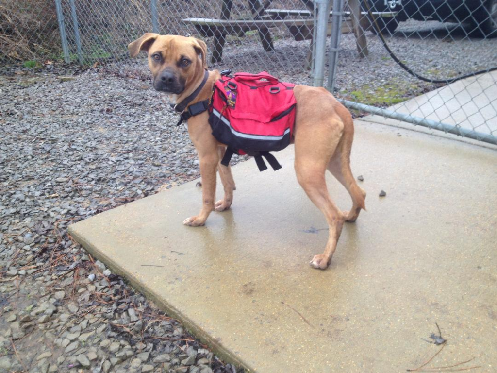 Cullman County Animal Shelter