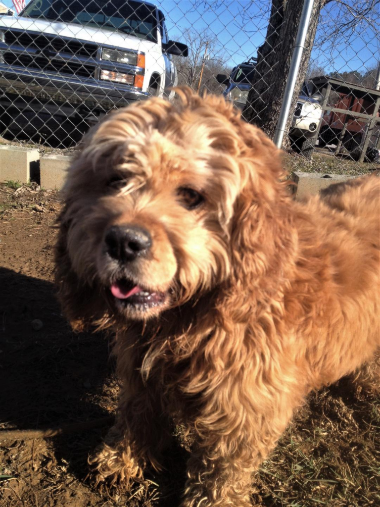 Cullman County Animal Shelter