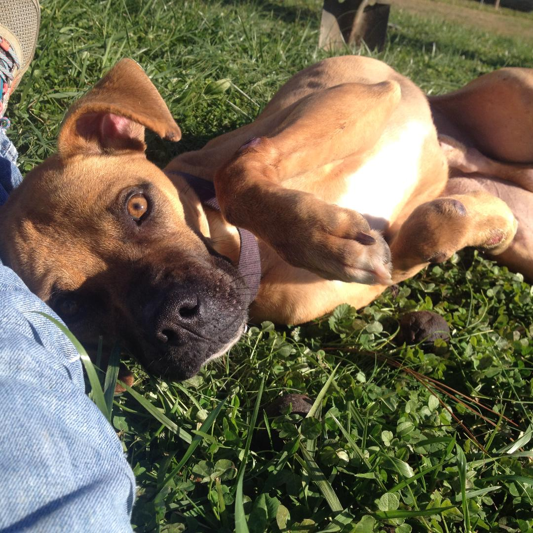 Pet of the Week: Brutus is ready for the Great Outdoors