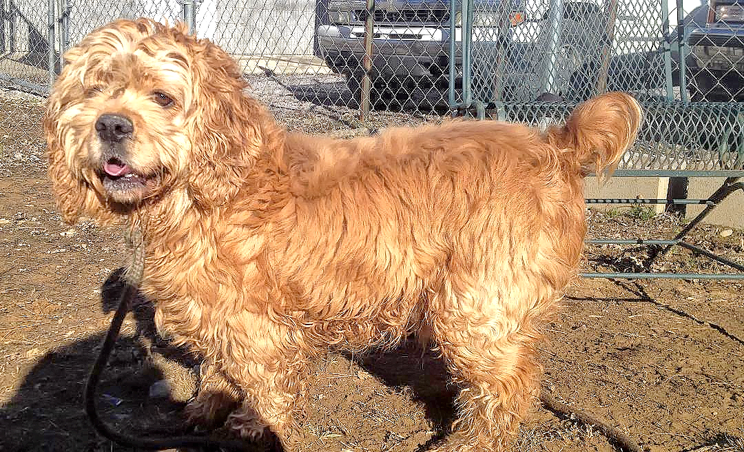 Pet of the Week: help Charley find his forever home pasted_image_0_copy.png