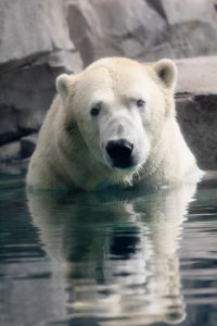 polar-bear-1992712_1920.jpg