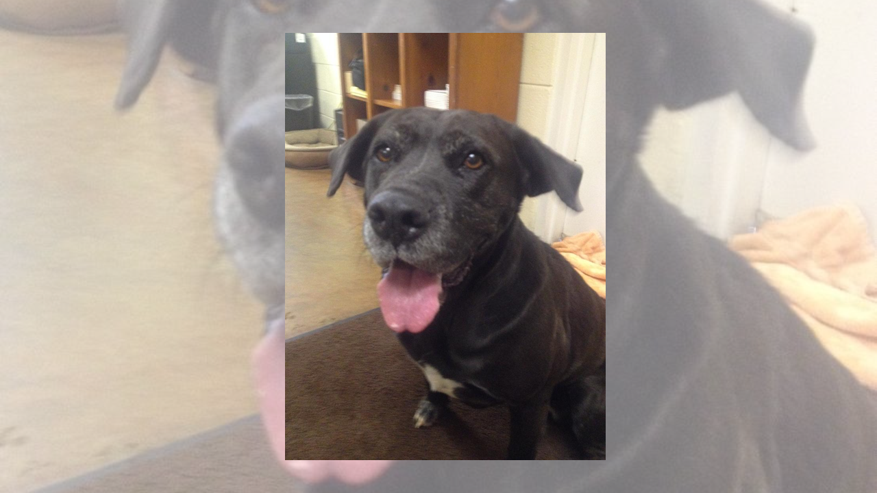 (URGENT) Pet of the Week: Bring Joy into your home