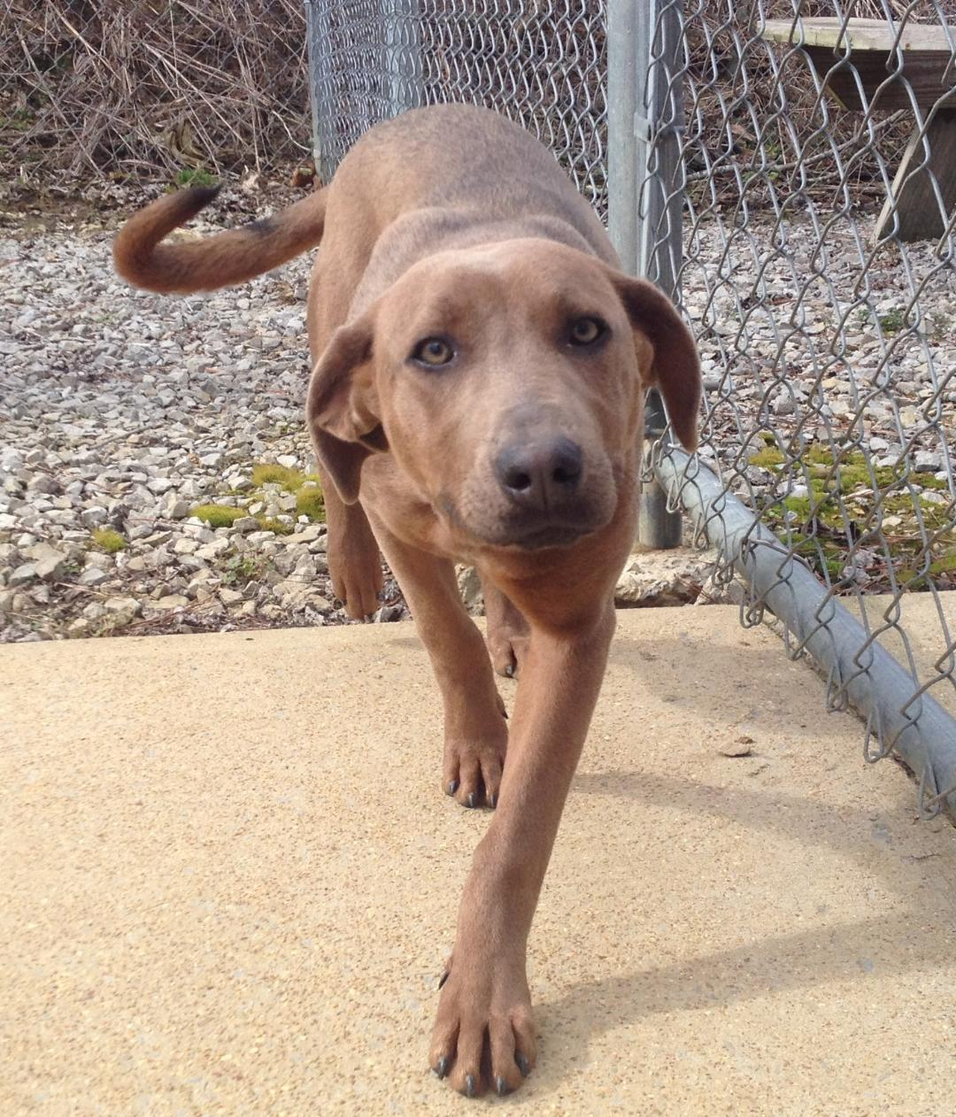 Pet of the Week: help laid-back Task find her forever home