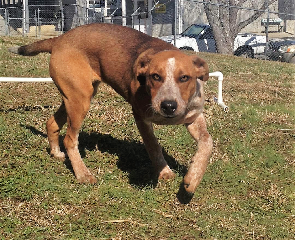 Cullman County Animal Shelter