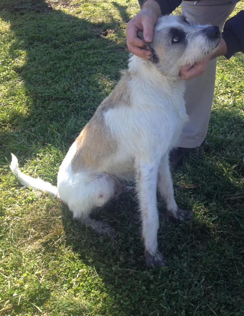 Cullman County Animal Shelter