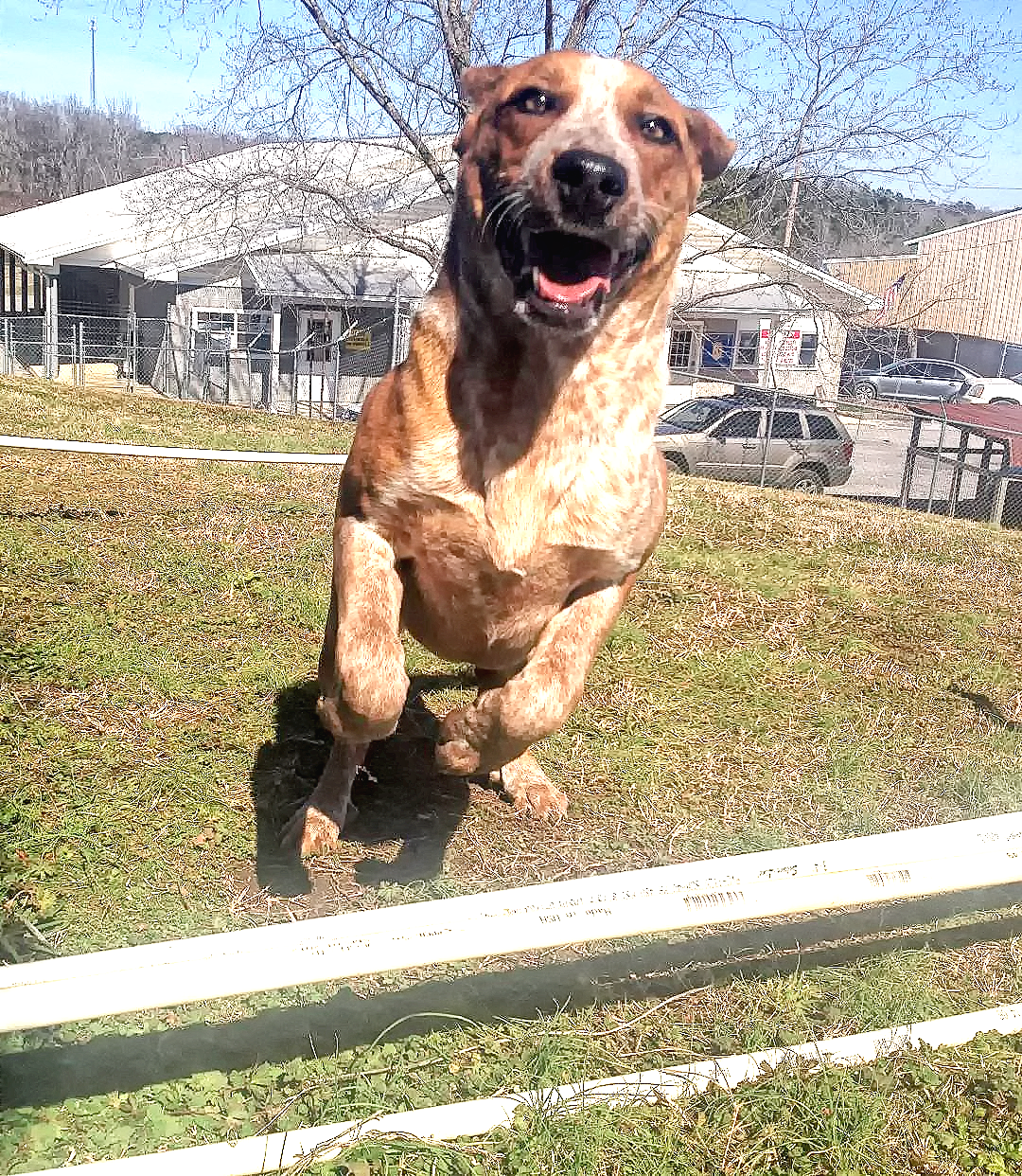 Pet of the Week: help Marla find her forever home