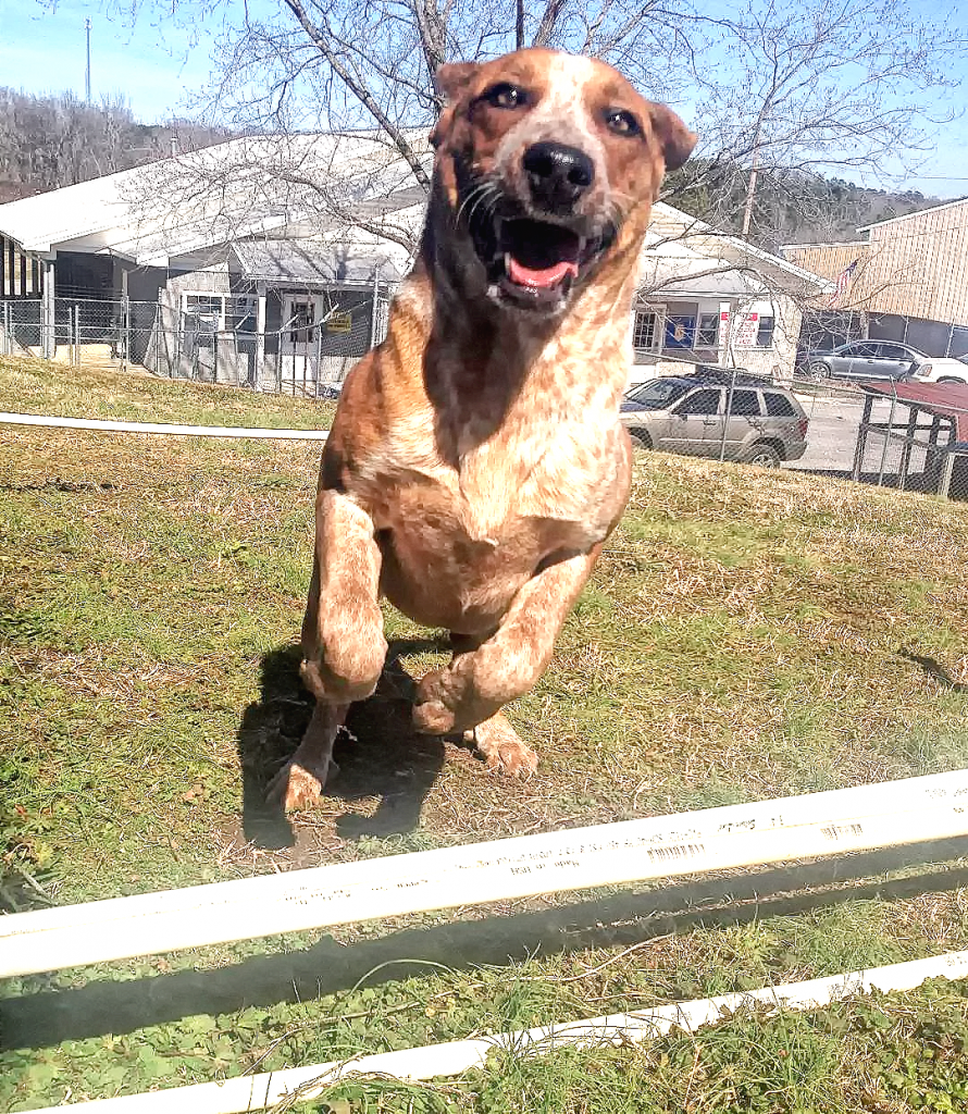 Cullman County Animal Shelter