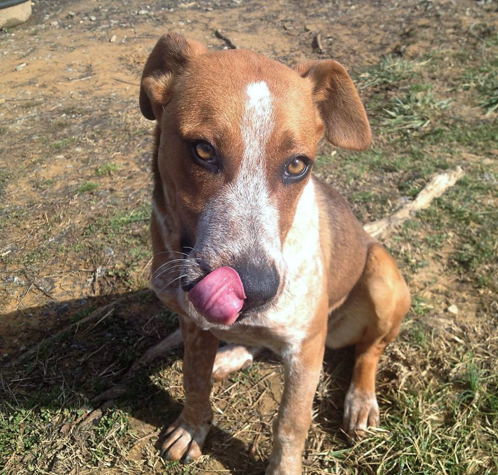 Cullman County Animal Shelter