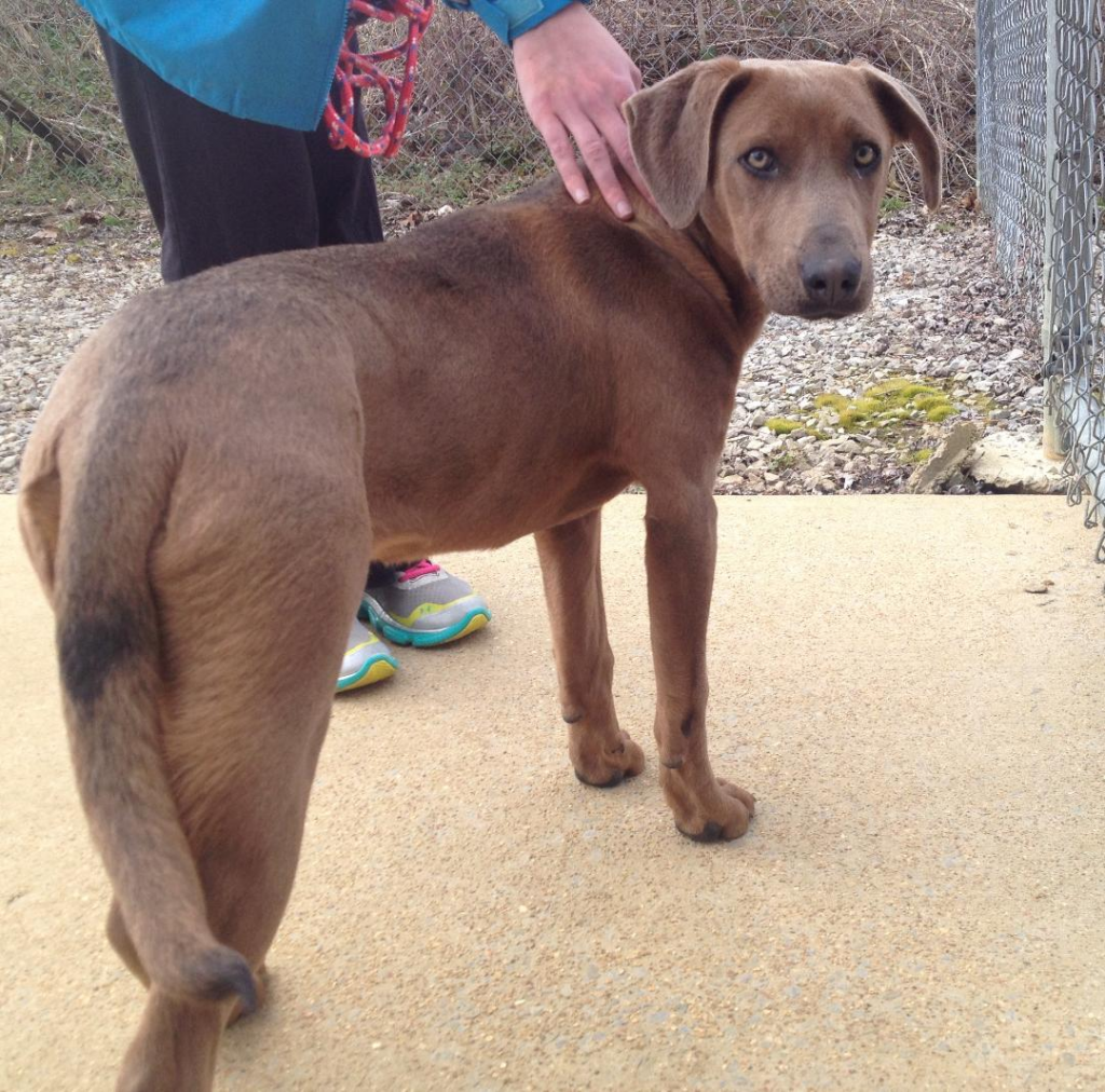 Cullman County Animal Shelter