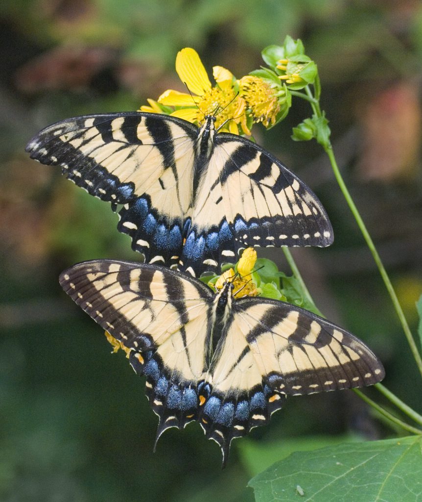 ‘Butterflies of Alabama’ program Tuesday at Agriplex The Cullman Tribune