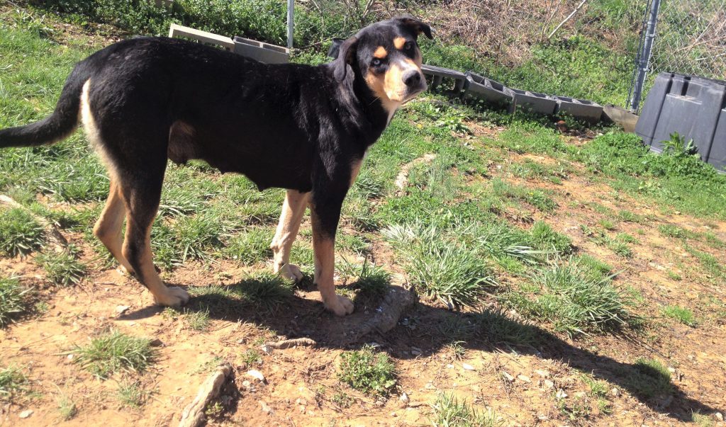 Cullman County Animal Shelter