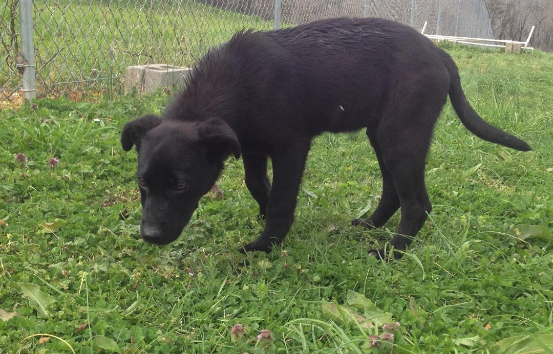 Pet of the Week: Help Patriot find his forever home