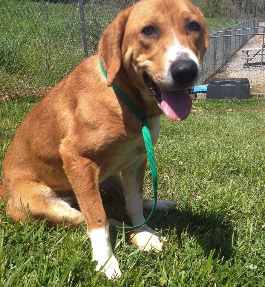 Pet of the Week: Sweet gal Tamar searching for her forever home 31277549_627729020896355_5374135016609546240_n.jpg