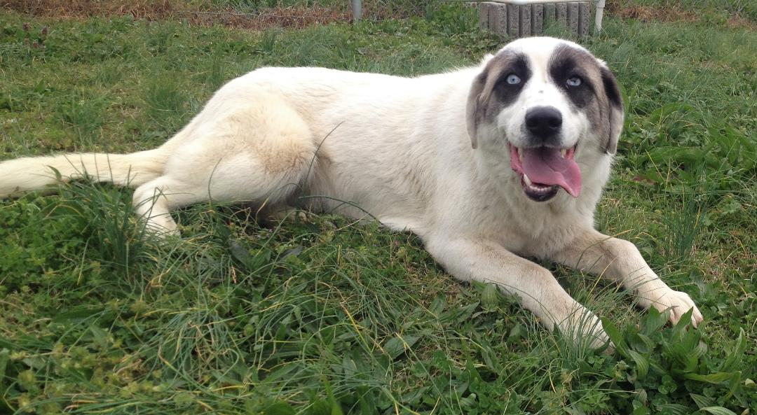 Pet of the Week: help Priscilla find her forever home