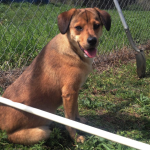 Pet of the Week: Sweet Sassy looking for her forever home