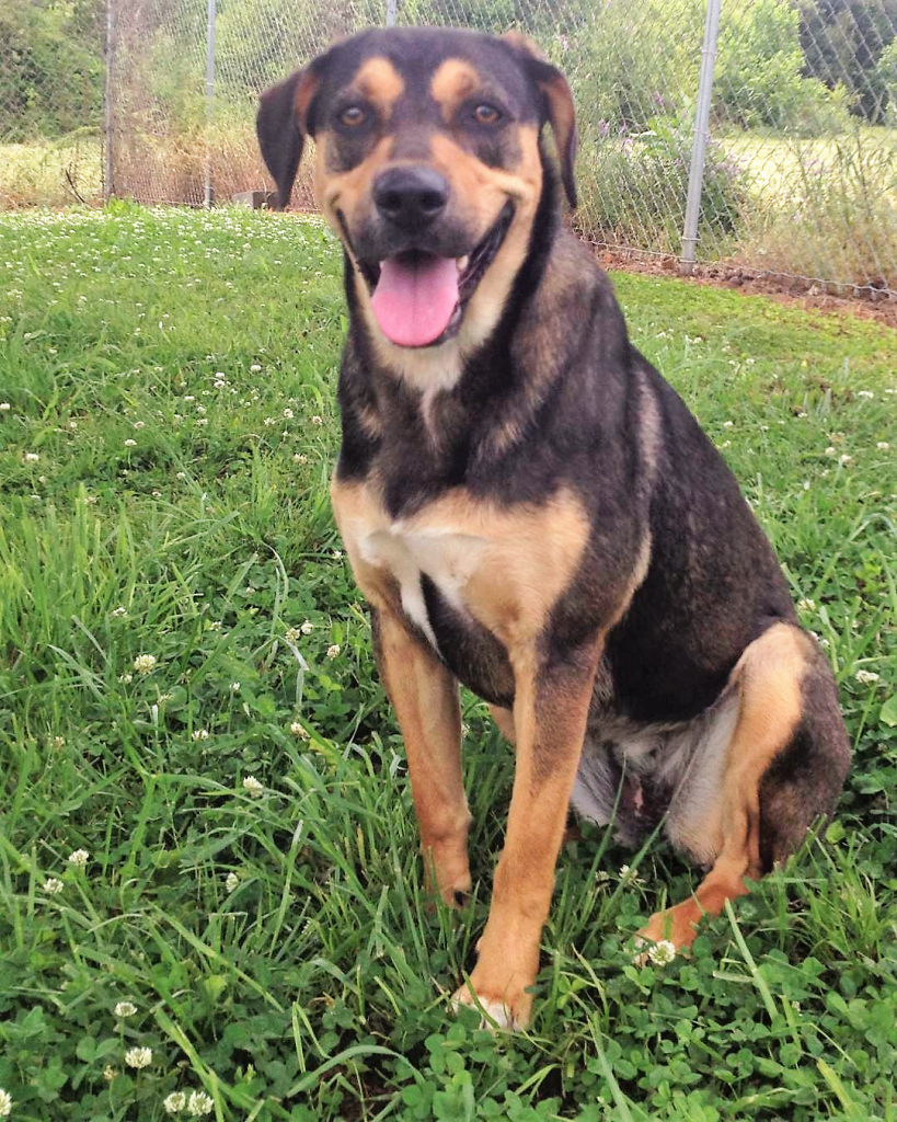 Cullman County Animal Shelter