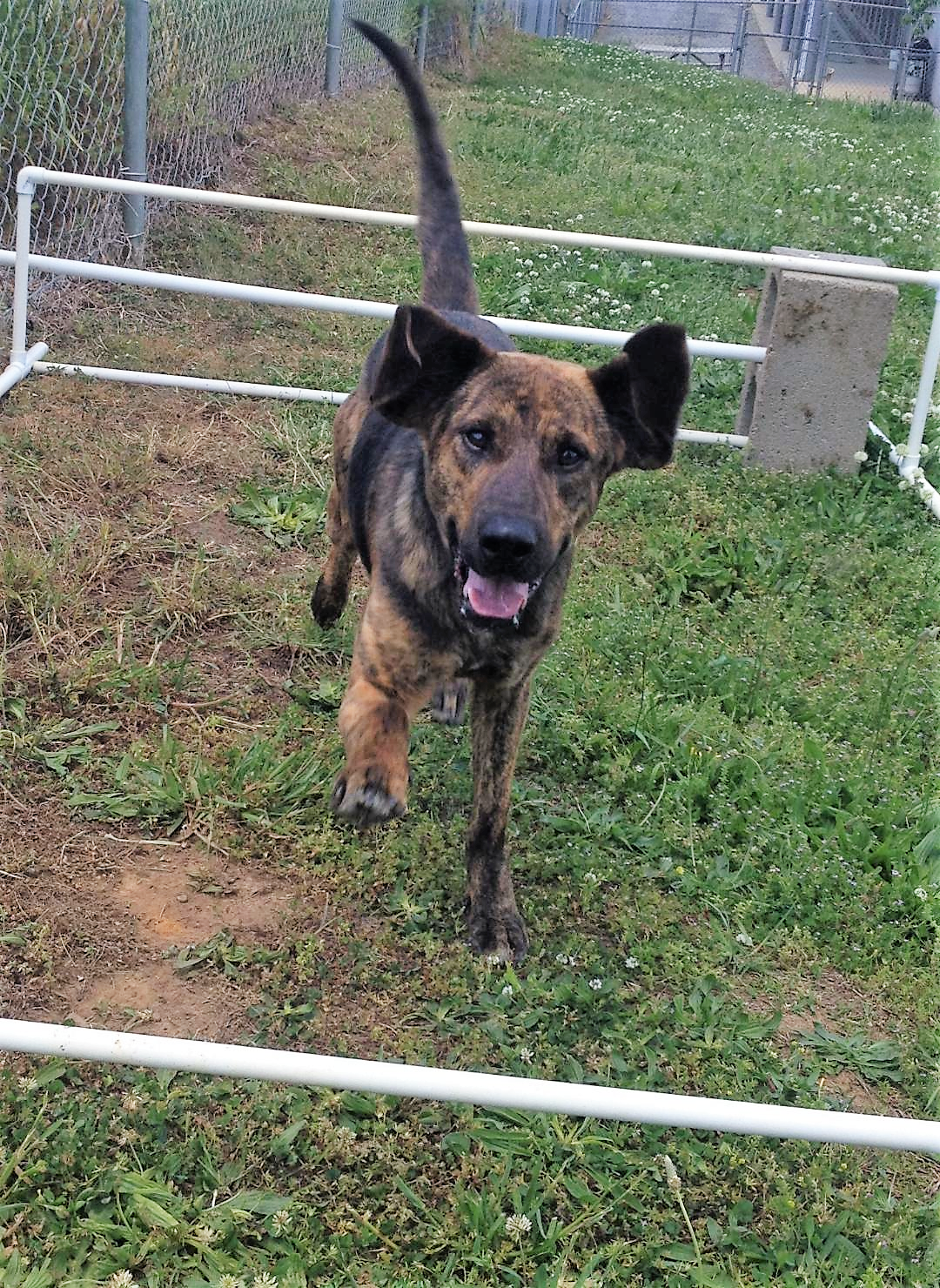 Pet of the Week: Bingo! pasted_image_2.png