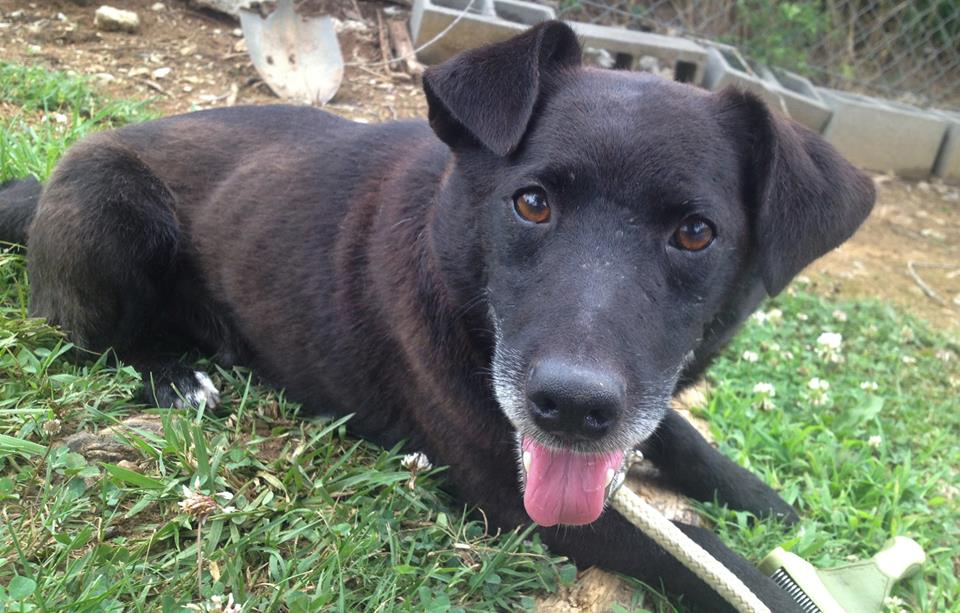 Pet of the Week: Thumbnail looking for his forever home pasted_image_0.png