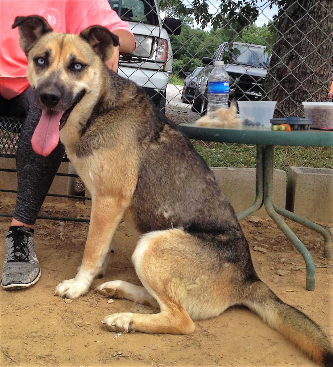 (Bonus) Pet of the Week: pick this Blueberry! pasted_image_0.png