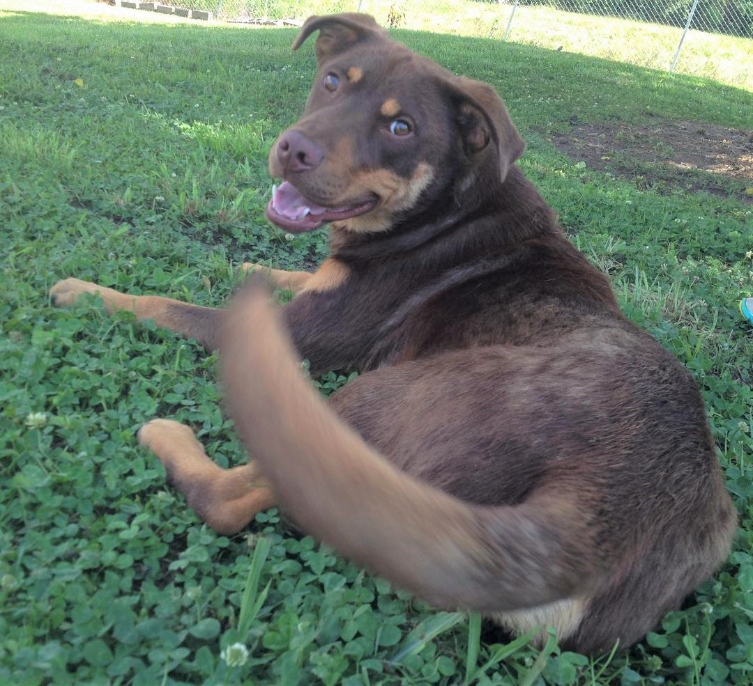 (Bonus) Pet of the Week: Looking for a Buddy? pasted_image_1.png