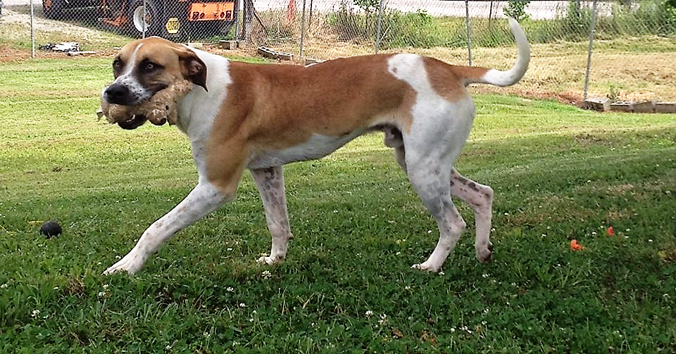 Pet of the Week: MacGyver will figure out how to win your heart pasted_image_2.png