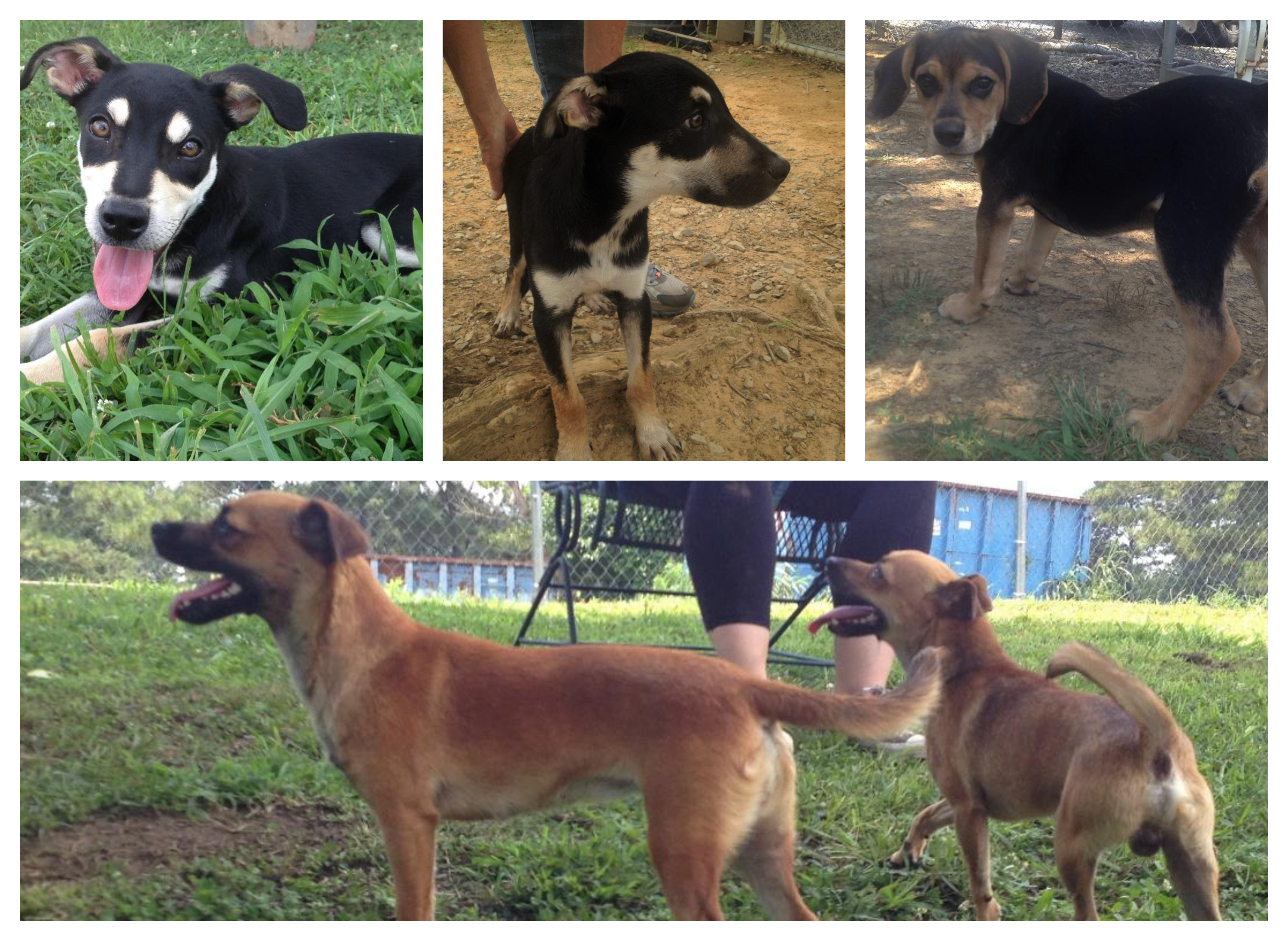 Pets of the Week: multiple pups become available for adoption on same day fotojet.png