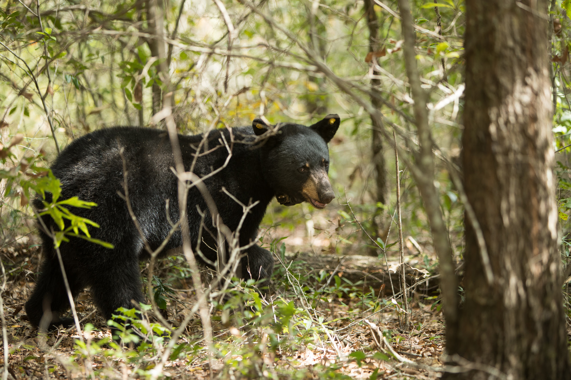 Black bear sightings continue to increase unnamed.jpg