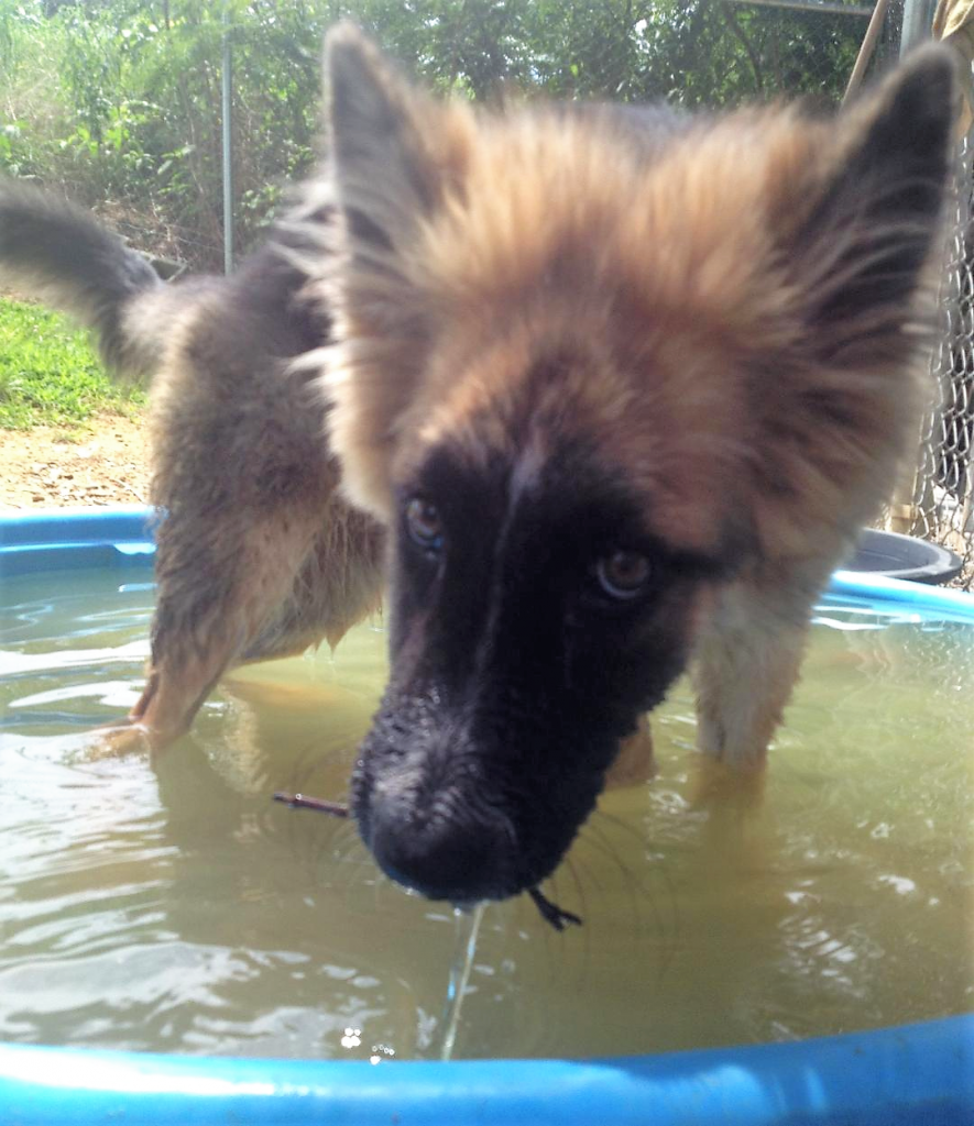 pup.png
