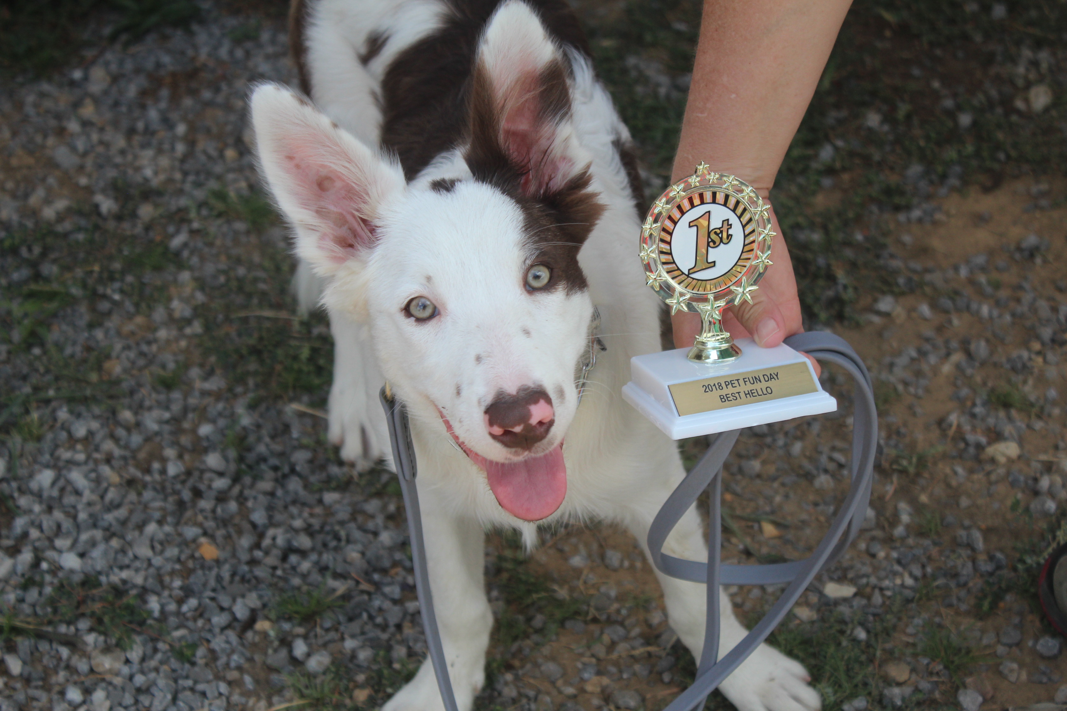 Paws for a Cause raises more than $2K for area animals img_5633.jpg