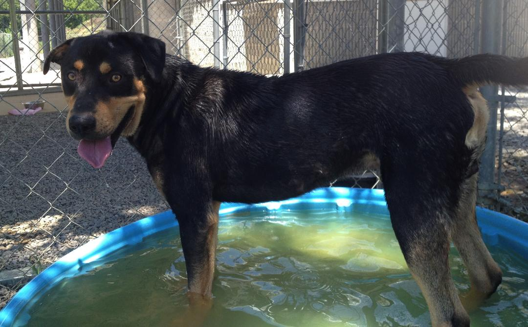 Pet of the Week: Wrigley the rottweiler mix needs a forever home pasted_image_0.png