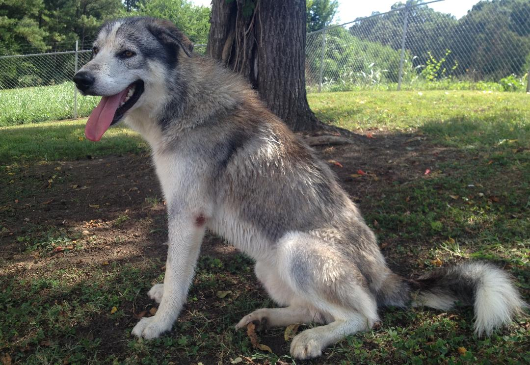 Pet of the Week: Help Nimbo find his forever home pasted_image_1.png