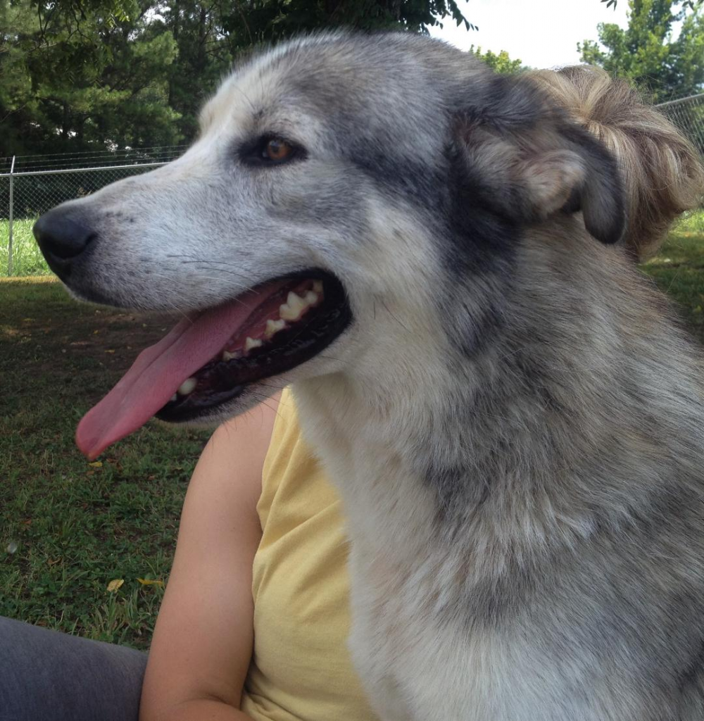 Cullman County Animal Shelter