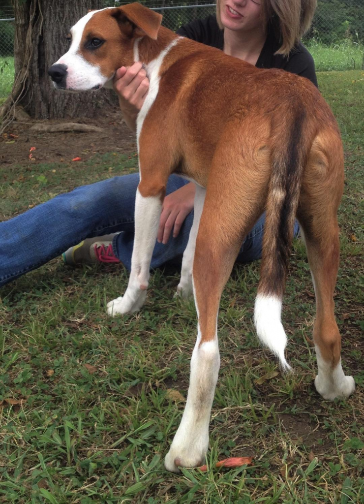Cullman County Animal Shelter