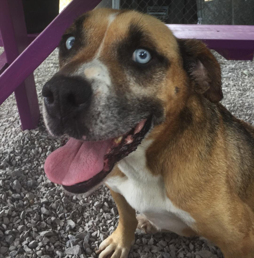 (Bonus) Pet of the Week: survivor Monroe hungry for love pasted_image_0.png