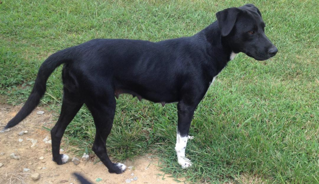 Cullman County Animal Shelter
