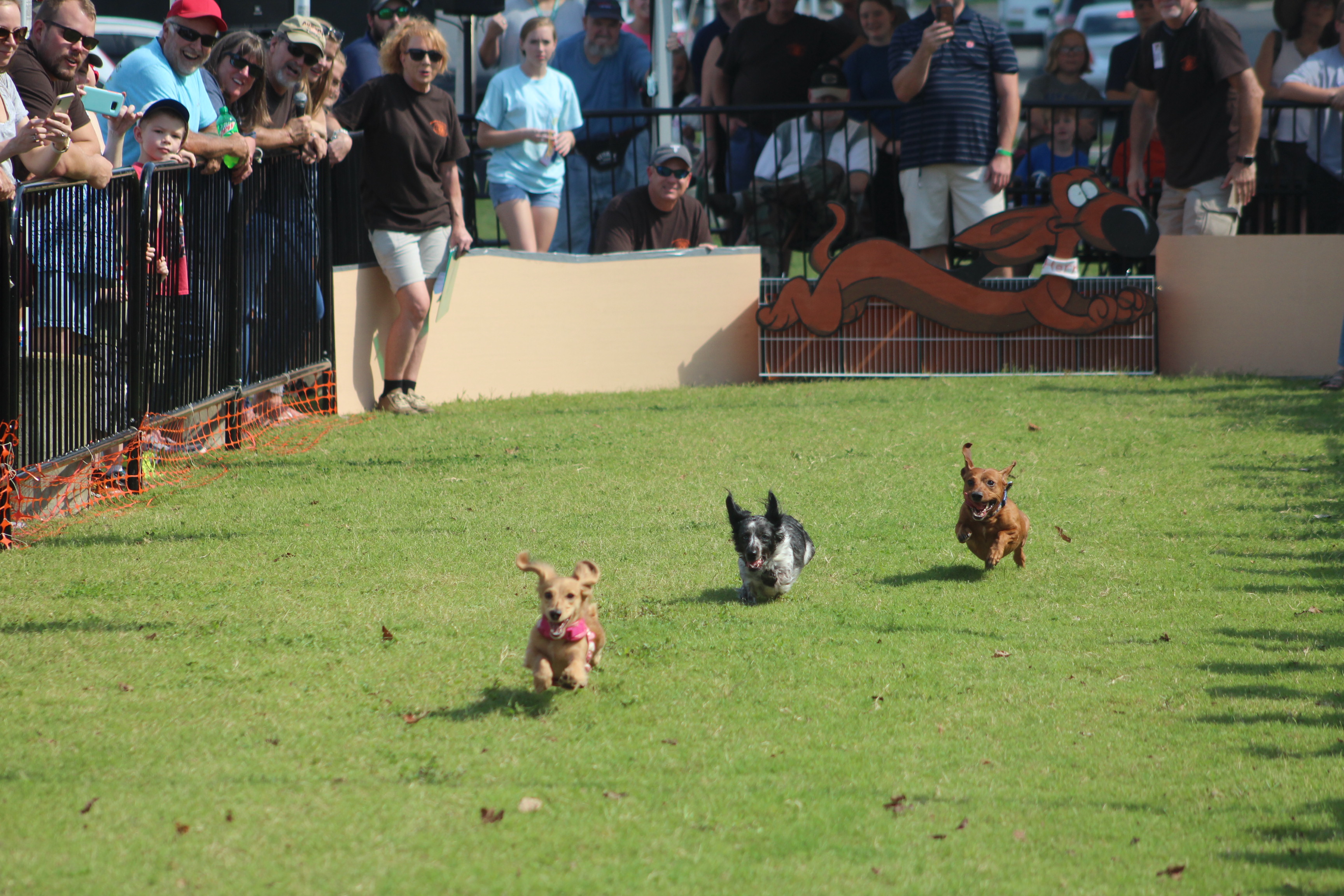 Dogs big and small come out for Oktoberfest Christy Perry for The Cullman Tribune