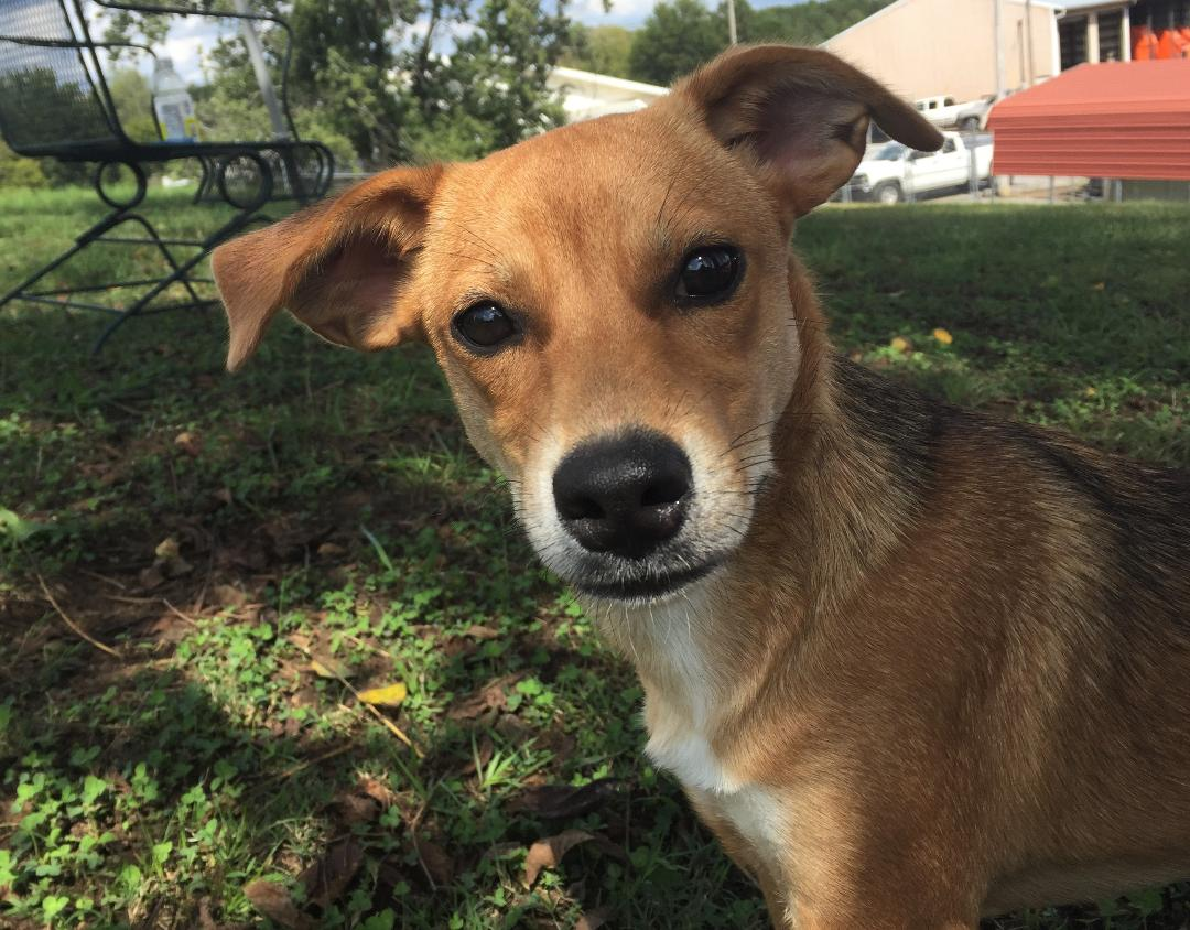 Pet of the Week: help Auntie find her forever home pasted_image_0.png