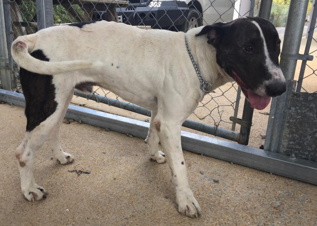 (Bonus) Pet of the Week: help Patton find his forever home pasted_image_1.png