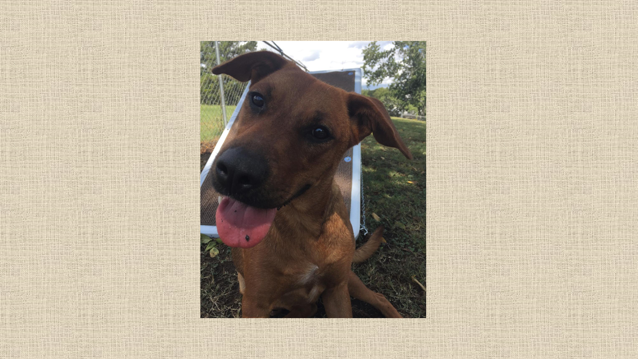 Pet of the Week: Help Delta find her forever home presentation2.png