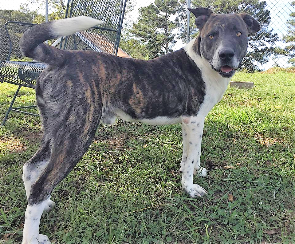 Pet of the Week: gentle-giant Duffy looking for his forever home duffy.png