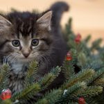 OPINION: Think before you give, or receive, a pet for Christmas kitten-2965641_1920.jpg
