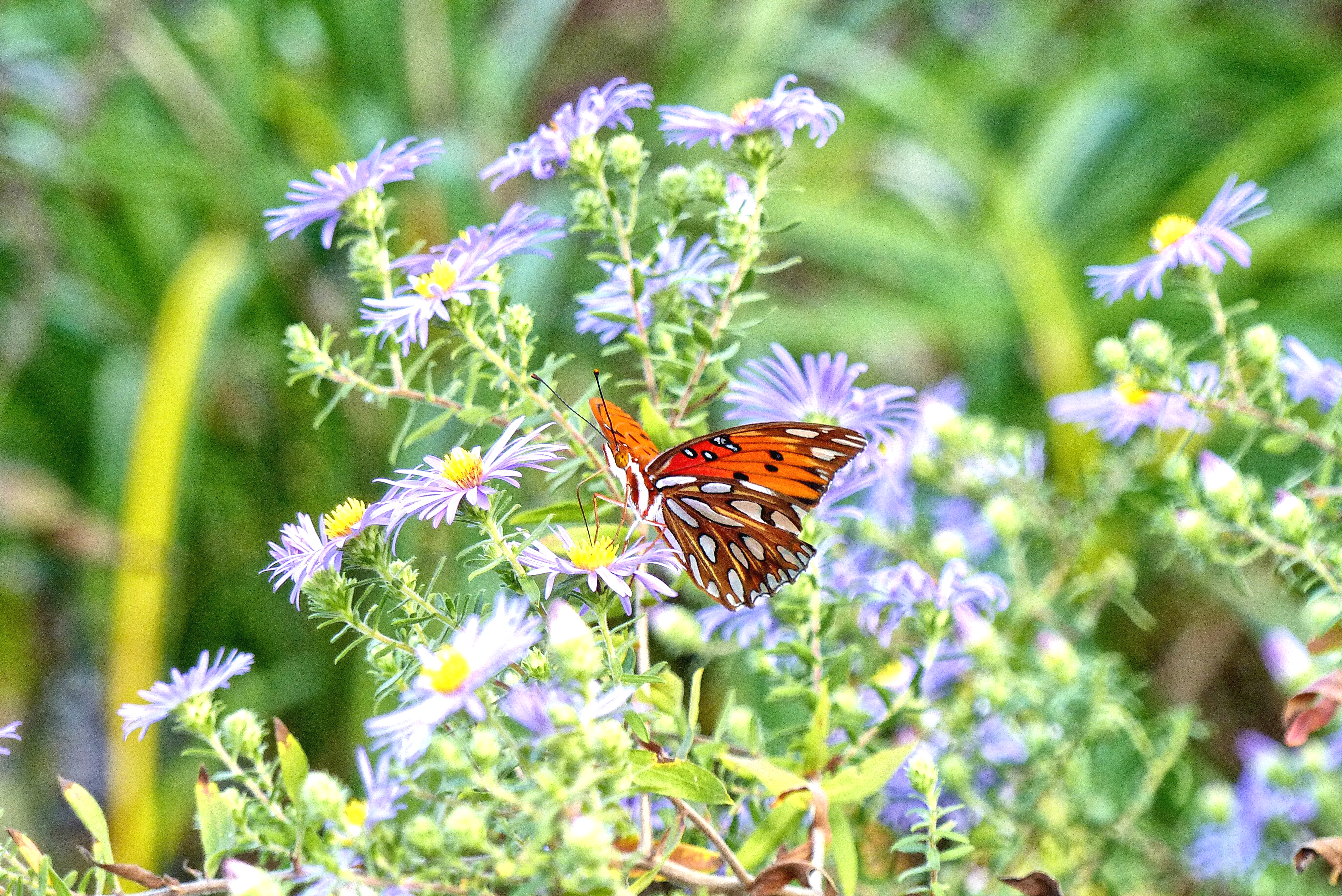 Master Gardeners to host Autumn planting demo Thursday, Nov. 8 p1040496_copy.jpg
