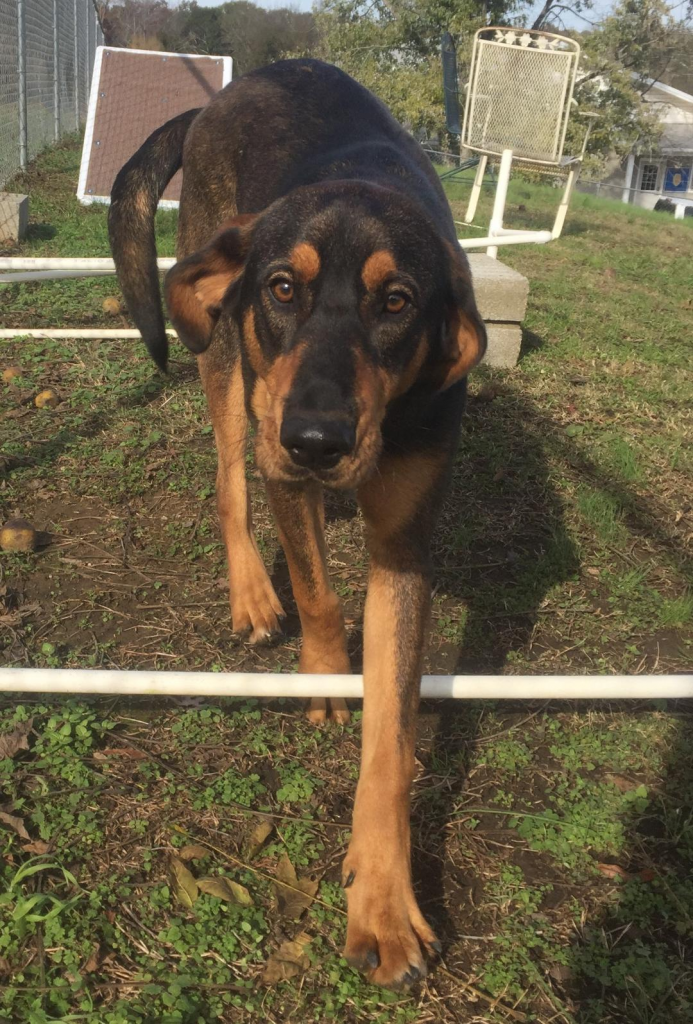 Cullman County Animal Shelter