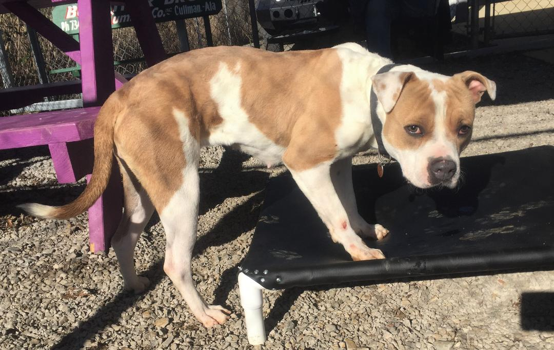 Pet of the Week: Chloe’s looking for her forever home pasted_image_1.png